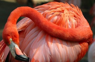 flamingo.jpg