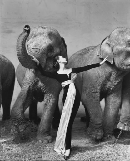 richardavedon_dovimawithelephants.jpg