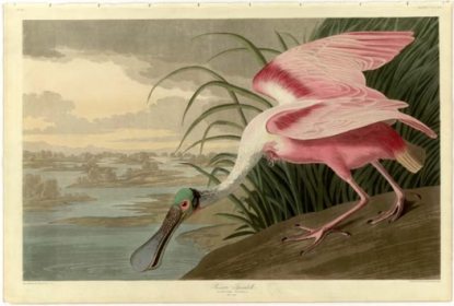 john_james_audubon_birds_of_america.jpg