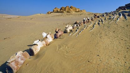 41-millio-eves-balna-csontvazat-talaltak-meg-Egyiptomban.jpg