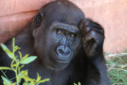 gorilla_1031235_1280_600x399.png