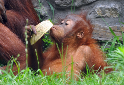 orangutan_600x412.png
