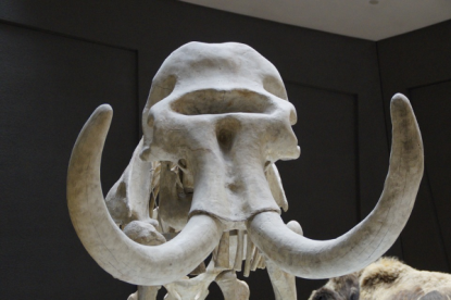 mammoth_600x399.png