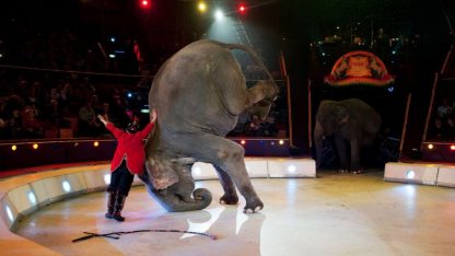 cirkusz-elefánt-MTI.jpg