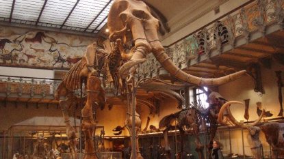 Mammuthus_meridionalis-e1605200429398.jpeg