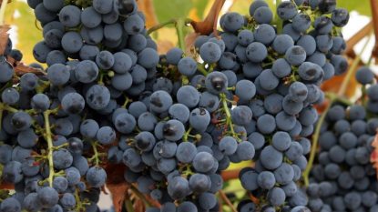 Wine_grapes07-e1611915380870.jpg