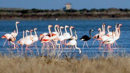 Fekete-flamingo-MTI-EPA.jpg