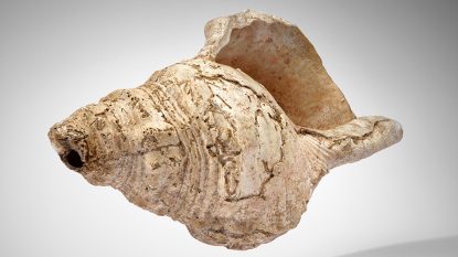 18-ezer-éves-kagyló-fotó-Daniel-Martin.jpg
