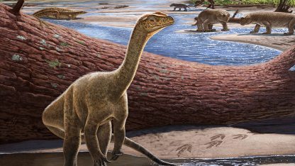 Zimbabwe-Mbiresaurus-raathi-NYITÓ.jpg
