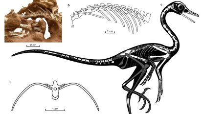 Natovenator_polydontus-novataxa_2022-Sungjin-Lee_Lee_Currie_Sissons__E.jpg