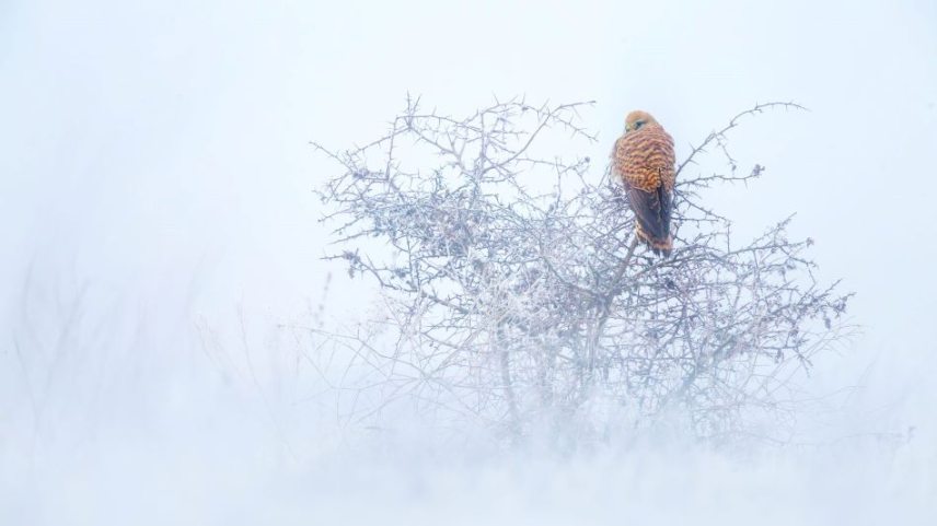 Tüskés-bokron-pihenő-vörös-vércse-a-bugaci-pusztán-R.jpg