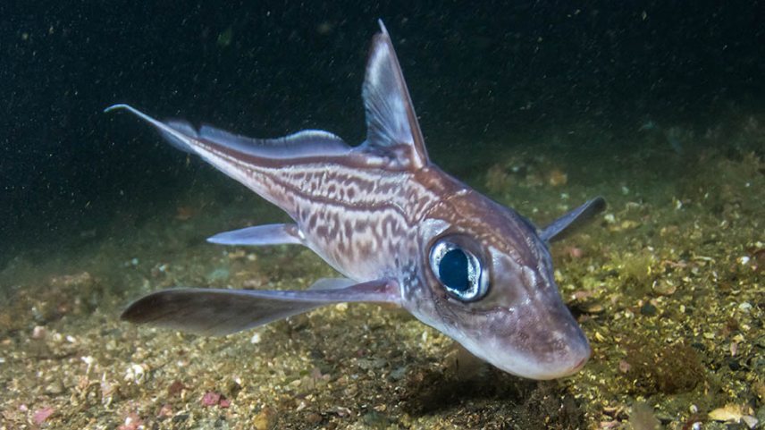 Chimaera-monstrosa-Shutterstock.jpg