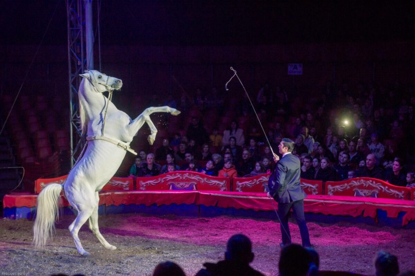 Ifj Richter József, Magyar Nemzeti Cirkusz.