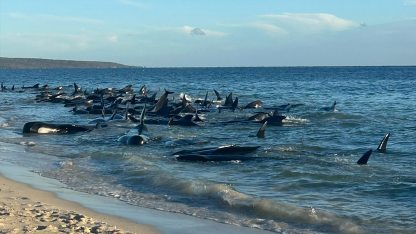 Gömbölyűfejű delfinek Ausztrália AFP.jpg