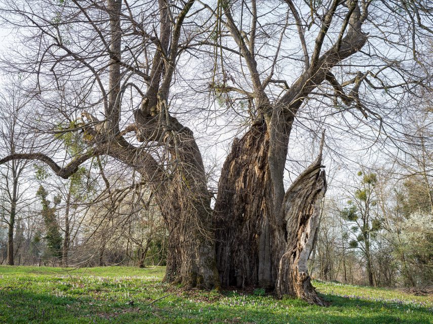 Az ötvöskónyi hárs.jpg