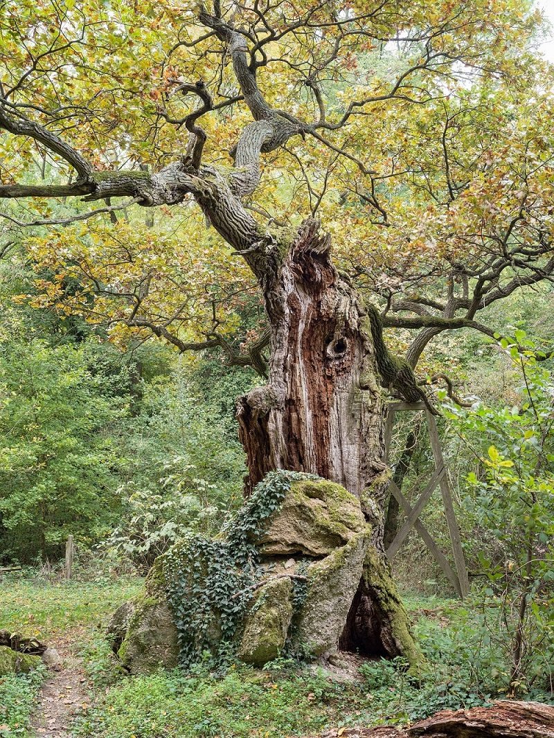 A zsennyei ezeréves tölgy.jpg