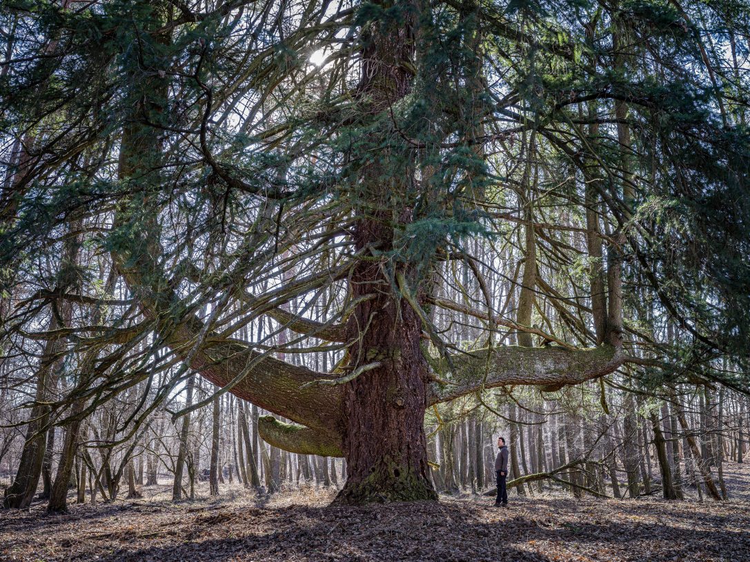 Ösztöpei kandeláberfa.jpg