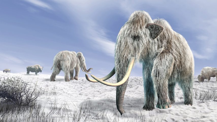 Gyapjas mamut AFP.jpg