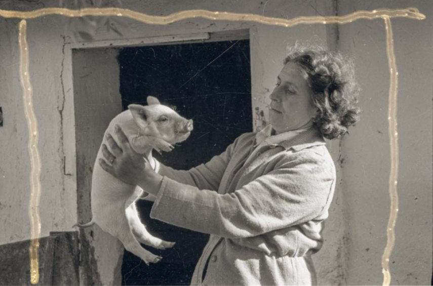 Liebmann Béla: A Felszabadulás Tsz. kitüntetett állatgondozója kedvenc malacával (1950-es évek). Forrás: Móra Ferenc Múzeum, Szeged