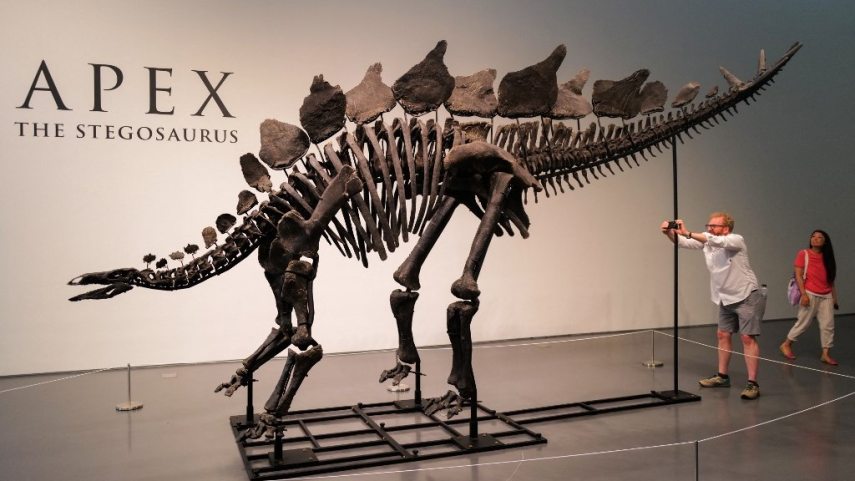 000_363M3YV stegosaurus.jpg