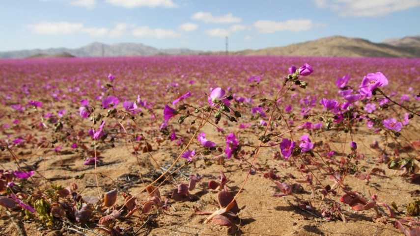 000_363M8DG Atacama-sivatag.jpg