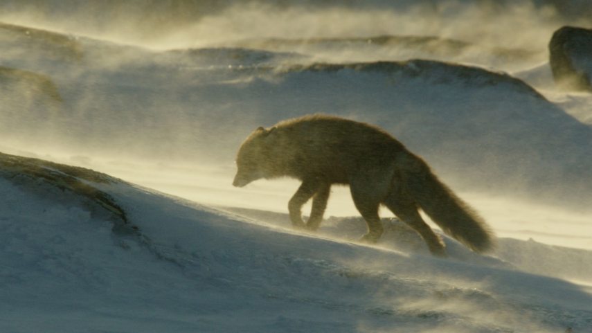 Red fox in heavy wind  - Wild Tales Productions.jpg