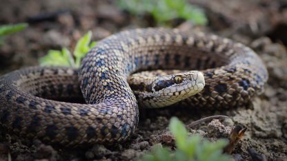 Rákosi vipera Shutterstock.jpg