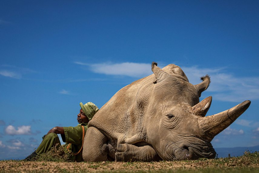 Najin one of the last two Northern White rhinos left in the world resting under a hot afternoon sun with her friend and caretaker Zachary Mutai in Ol Pejeta Conservancy.
With only two females left the subspecies of northern white rhino is functionally extinct. Scientists and conservationists didn't give up hope on the northern whites. Fighting against time, the Biorescue team is trying to create the first northern white baby rhino »out of the freezer«.
Ol Pejeta Conservancy, Nanyuki, Kenya