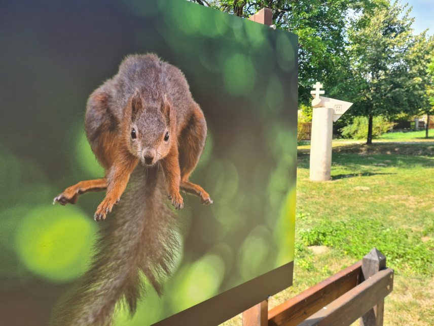 Radisics Milán mókusos fotósorozat Vérteskozmán látható. Fotó: Fotokozma