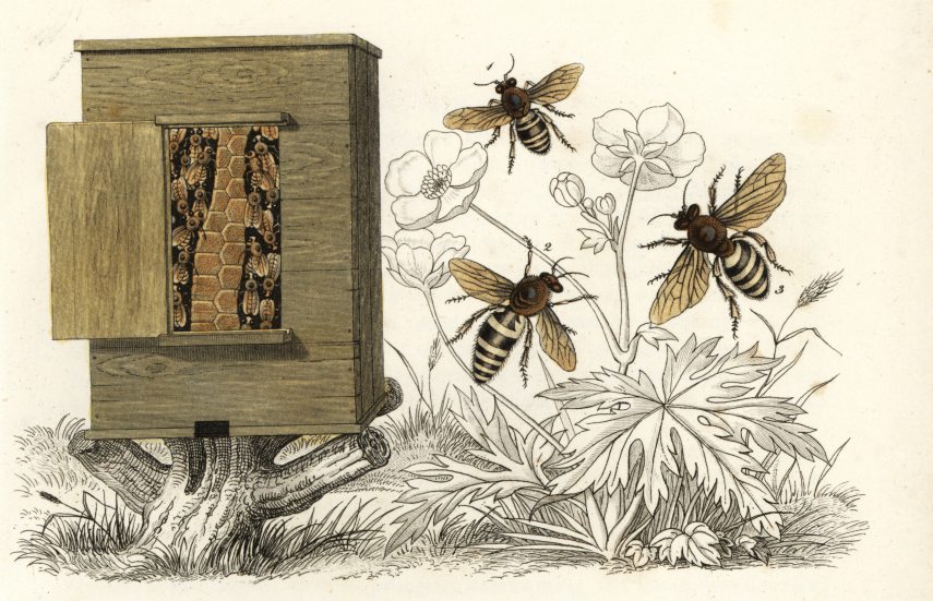 Western honey bee or European honey bee, Apis mellifera (Apis mellifica). Handcoloured lithograph from Georg Friedrich Treitschke's Gallery of Natural History, Naturhistorischer Bildersaal des Thierreiches, Liepzig-1842. ©Florilegius/Leemage (Photo by leemage / Leemage via AFP)