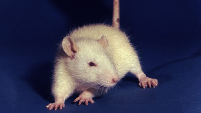 Rattus norvegicus.jpg