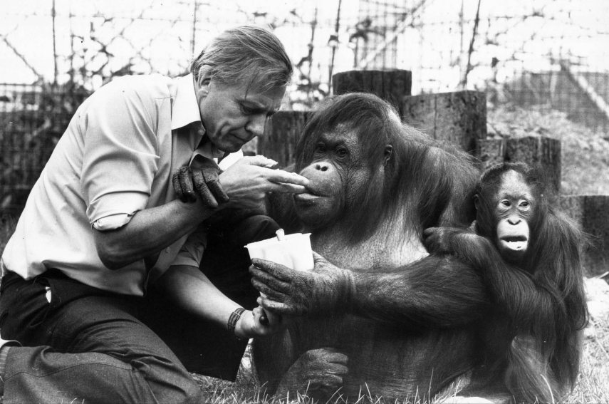 David Attenborough pictured feeding Orang-utans (Orangutans) Bulu and Butang. (Location not known). 05.04.1982,Image: 568617589, License: Rights-managed, Restrictions: Syndication Caption:, Model Release: no, Credit line: Not Known / News Licensing / Profimedia