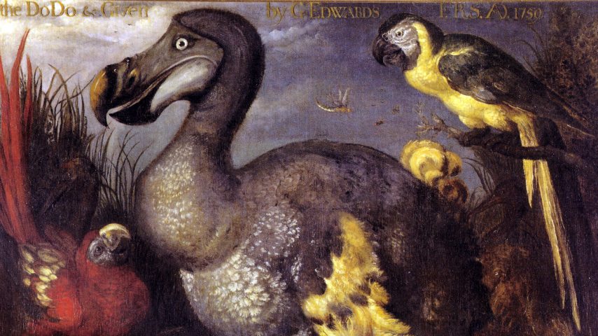 dodo_wikipedia.jpg