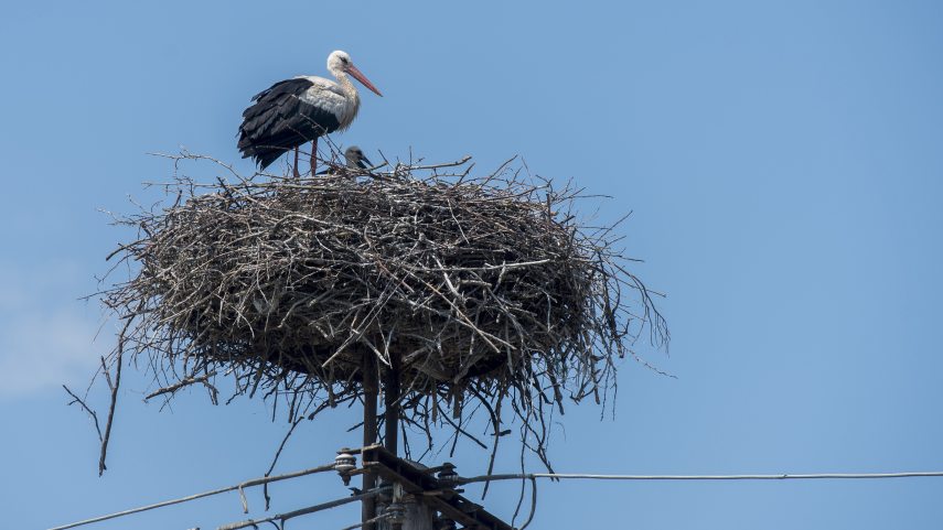 They are looking for the best bird-friendly settlement of the year