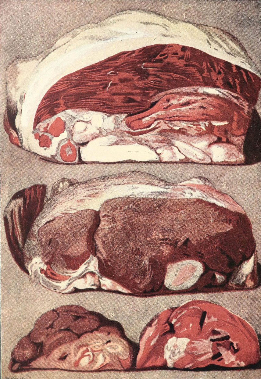 Jó és kevésbé jó minőségű marhahús és vese ábrázolása az 1900 körüli kiadású Képes budapesti szakácskönyvben