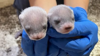 usfws-antonias-kits-three-weeks-old-large másolat.jpg