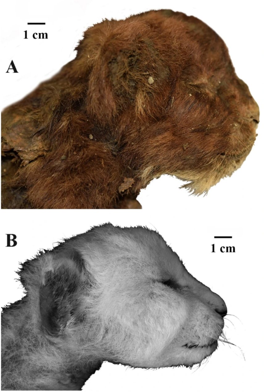 A Jakutföldön megtalált három hetes kardfogú tigriskölyök maradványai (fent) hasonló korú oroszlánkölykök anatómiájával összevetve (lent). Forrás: Nature