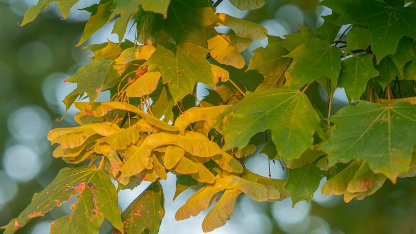 Korai juhar shutterstock.jpg