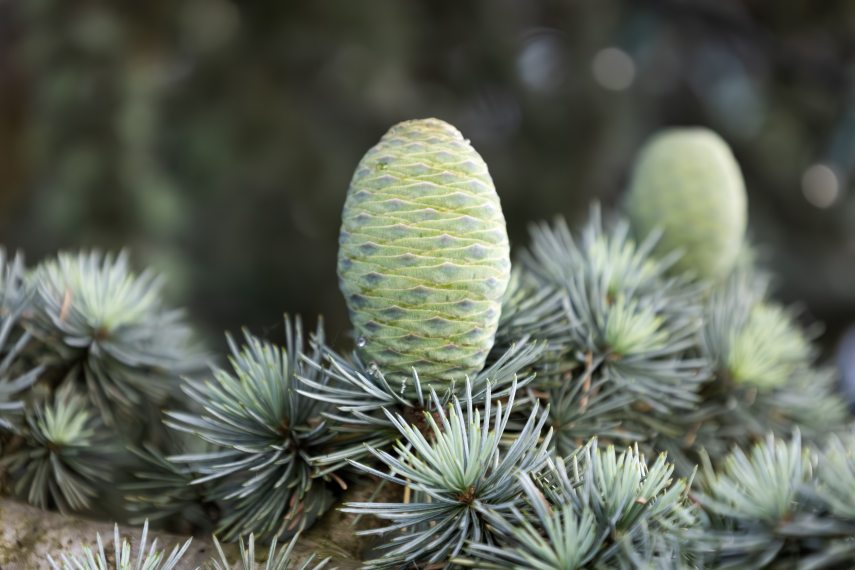 Fenyőág tobozzal. Fotó: Shutterstock