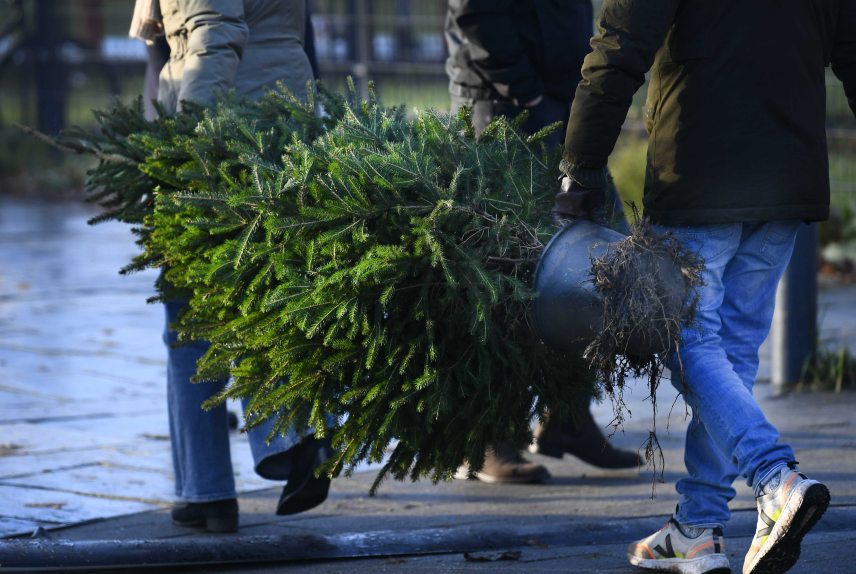 Fenyőfák kölcsönzése Hollandiában

Hollandia, Utrecht, 2021. december 11.

Emberek viszik a karácsonyfát, amelyet bérbe vesznek az ünnepek idejére egy utrechti fenyőfakölcsönzőnél 2021. december 11-én. A környezetbarát vállalkozók a fenyőket a gyökerükkel együtt adják bérbe, majd a kiásás után három héttel újra elültetik a fákat.

Készítette: Piroschka van de Wouw
Tulajdonos: MTI/MTVA
Fájlnév: KC_EPA202112110129