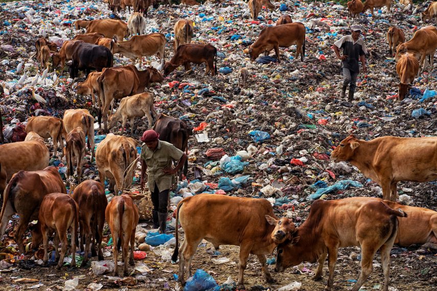 People look for recyclable items to sell amongst cattle at a landfill site in Lhokseumawe on May 13, 2022. (Photo by AZWAR IPANK / AFP)