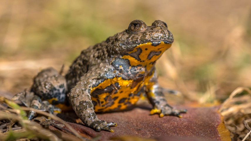 Sárgahasú unka shutterstock.jpg