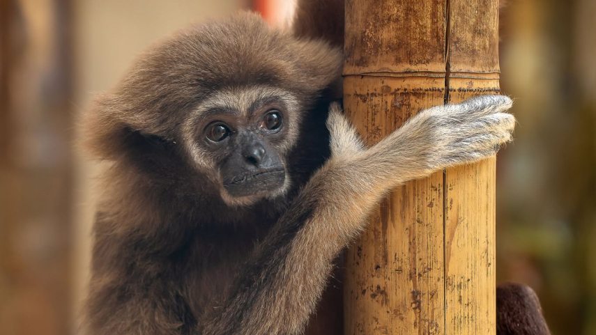Fotó: Zoo Debrecen / Facebook