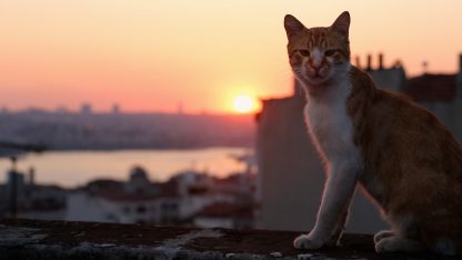 10 - Kamil in KEDI.jpg