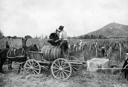 Szüret 1914-ben. Fotó: Fridhetsmuseet / Fortepan