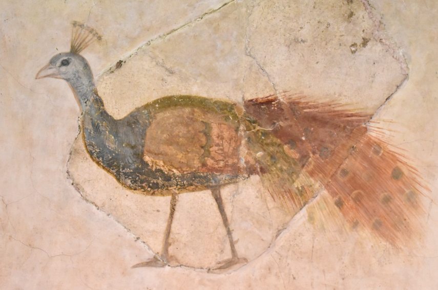 DSC_8493 Baláca 20250724.BK.JPG