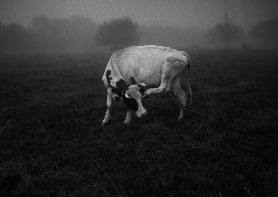 bamba150x106 (1).jpg