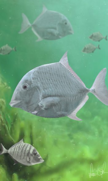 A 85 millió évvel ezelőtti, iharkúti vízi élővilág rekonstrukciója. Fotó: Szabó Márton alkotása