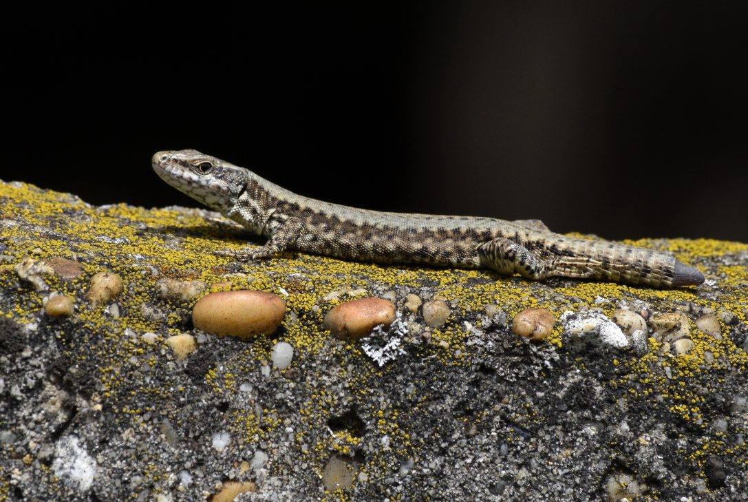 Egy Fürge gyík (Lacerta agilis) egy régi kőkerítés tetején XVII. kerületi Merzse-mocsár természetvédelmi területen. Fotó: MTI/Róka László