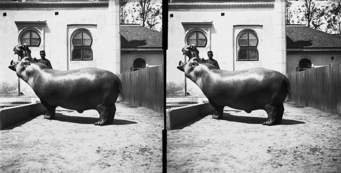 Jónás, a budapesti állatkert első vízilova 1907-ben. Fotó: Fortepan / SZTFH Földtani Szolgálatának gyűjteménye / Eötvös Loránd